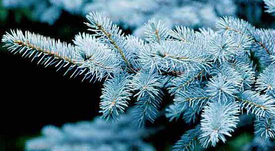 Gleneden Landscape Conifers - Colorado Blue Spruce