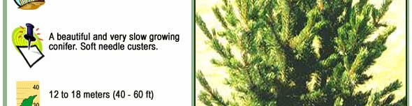 Gleneden Landscape Conifers - Bristlecone Pine
