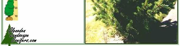Gleneden Landscape Conifers - Bristlecone Pine