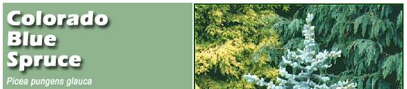 Gleneden Landscape Conifers Colorado Blue Spruce