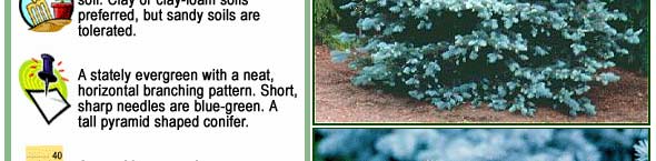 Gleneden Landscape Conifers Colorado Blue Spruce