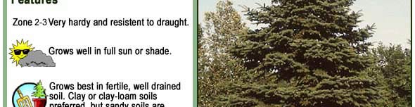 Gleneden Landscape Conifers - Colorado Spruce