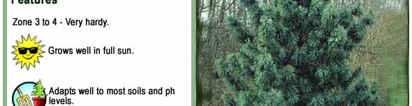 Gleneden Landscape Conifers - Korean Pine