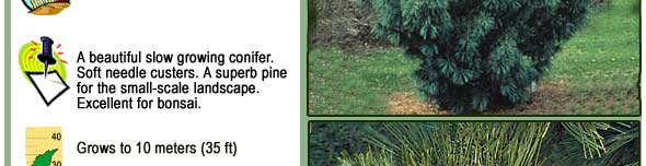 Gleneden Landscape Conifers - Korean Pine