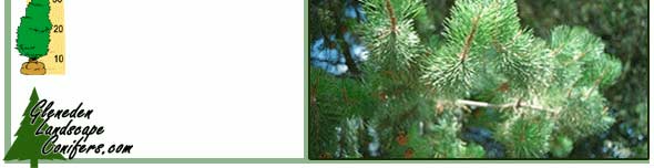 Gleneden Landscap Conifers - Lodgepole Pine