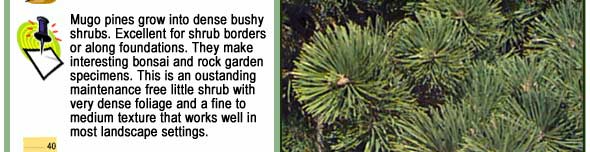Gleneden Landscape Conifers - Mugo Pine or Swiss Mountain Pine