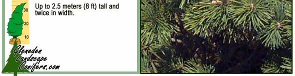 Gleneden Landscape Conifers - Mugo Pine or Swiss Mountain Pine